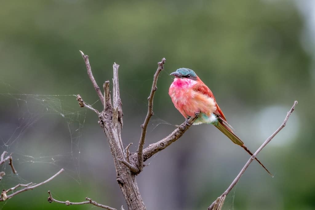 Southern Carmine Bee-Eater