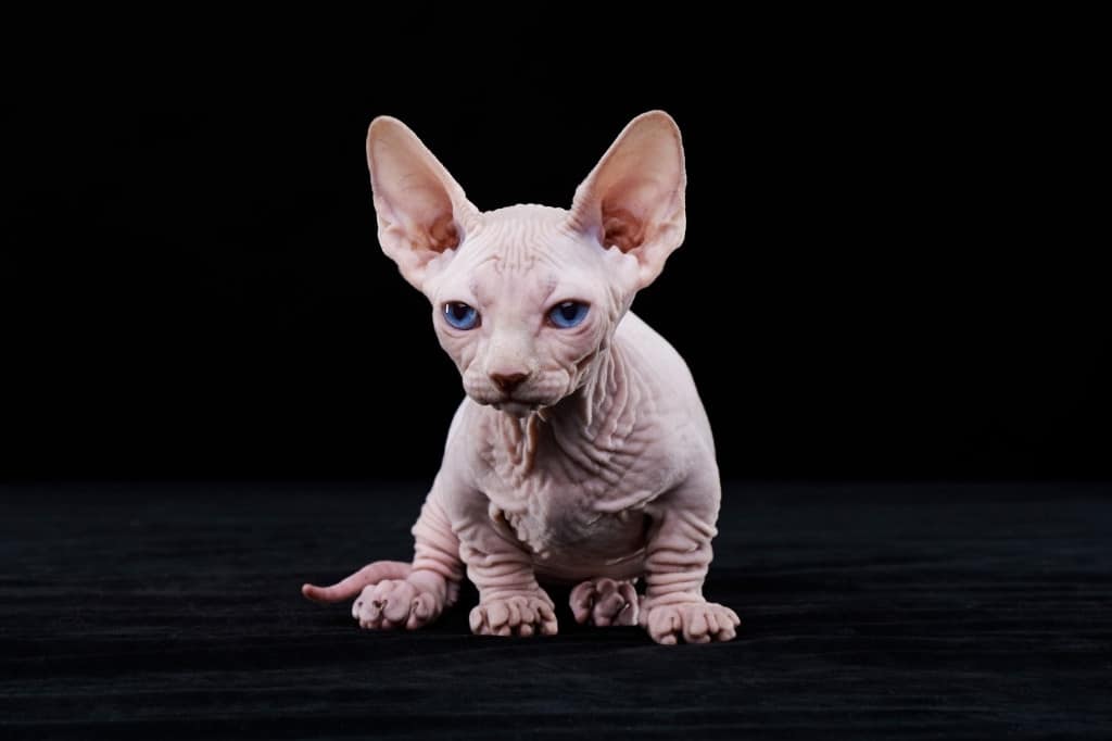 Sphynx cat with blue eyes
