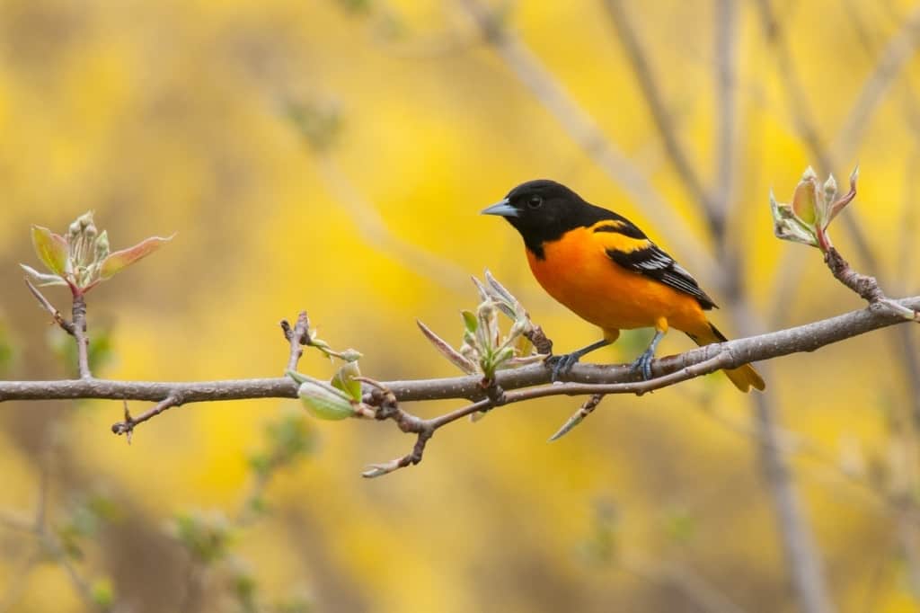 Spot-breasted oriole