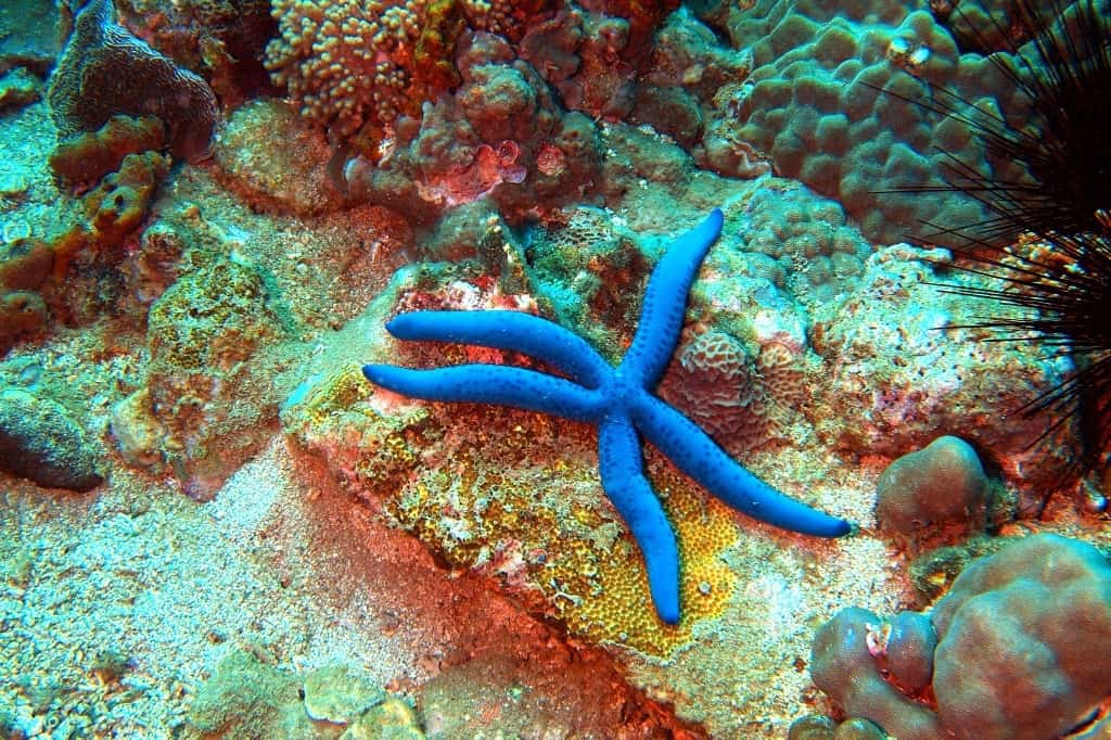 Starfish underwater