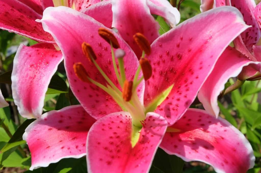 Stargazer Lily flower
