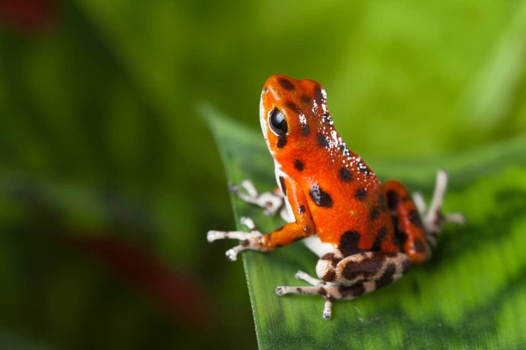 Strawberry poison dart frog