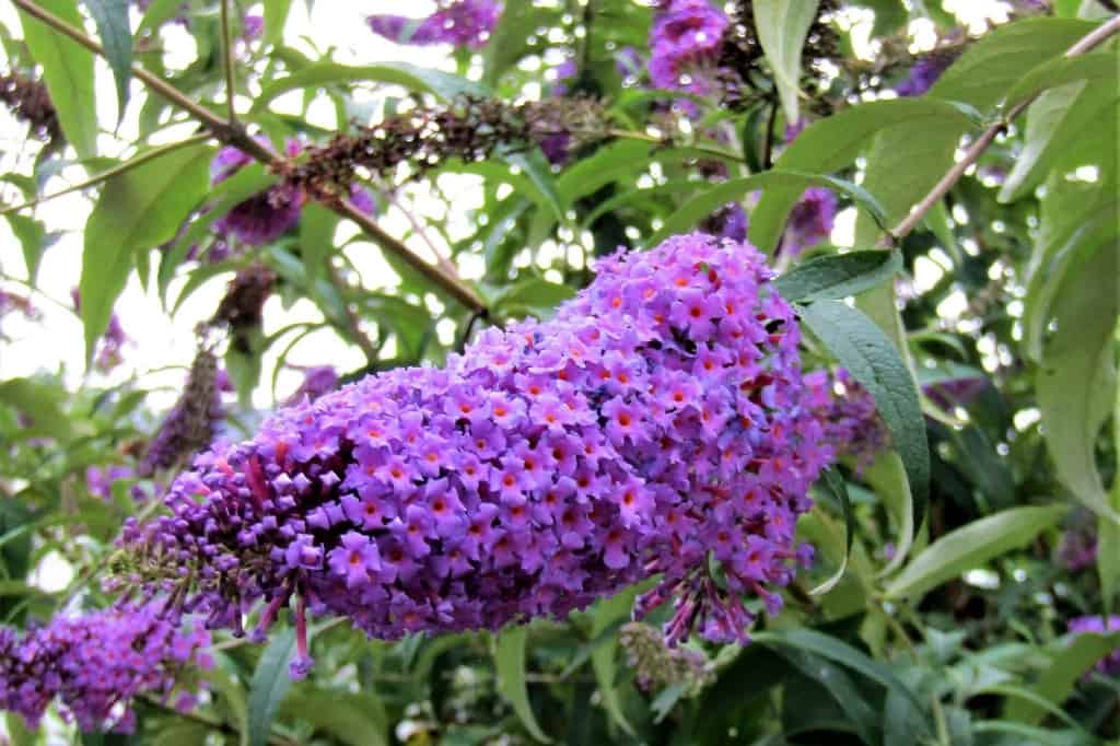 Summer lilac