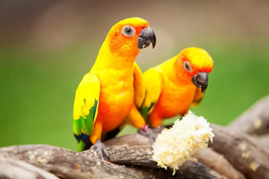 Sun Conure Parrot