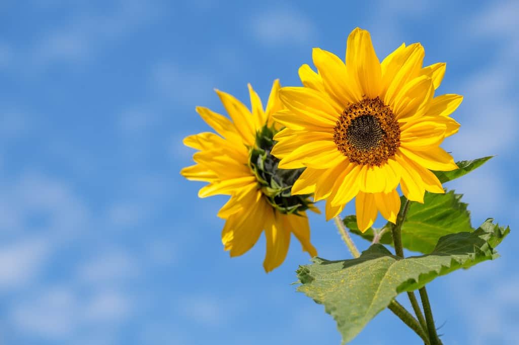 Yellow sunflowers