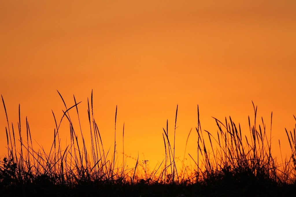 Orange sunset