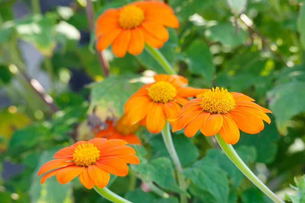 Tithonia orange