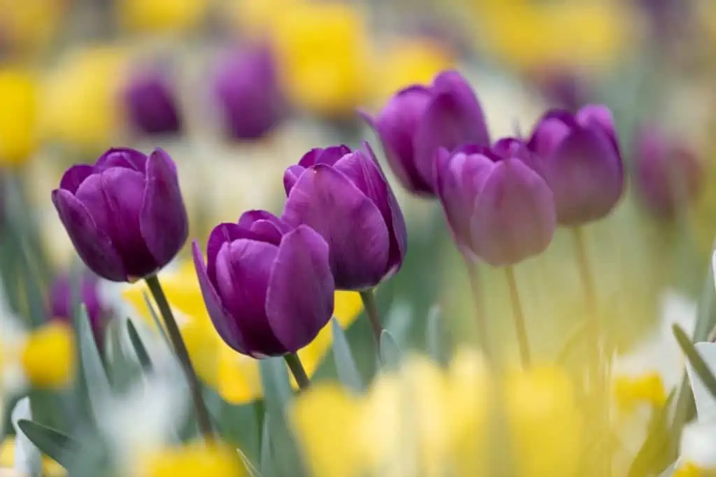 Purple tulips