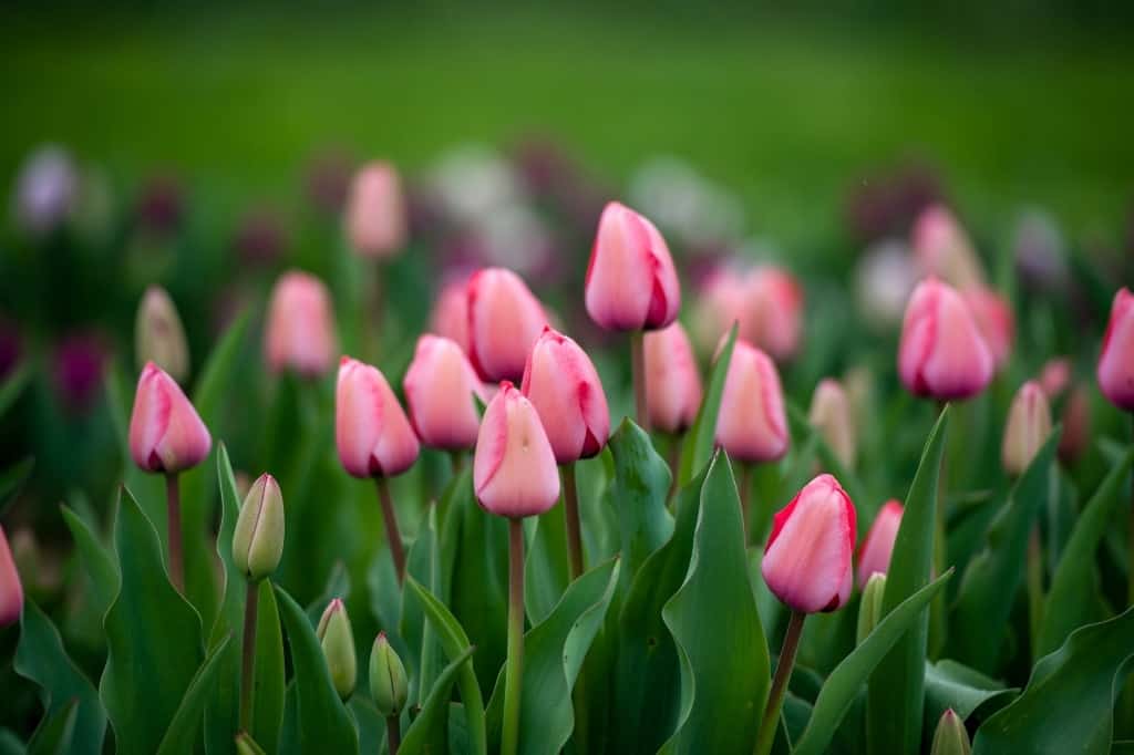 Pink tulips in nature