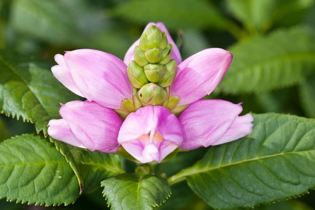 Turtlehead flower