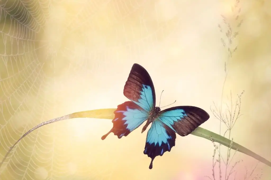 Ulysses Butterfly