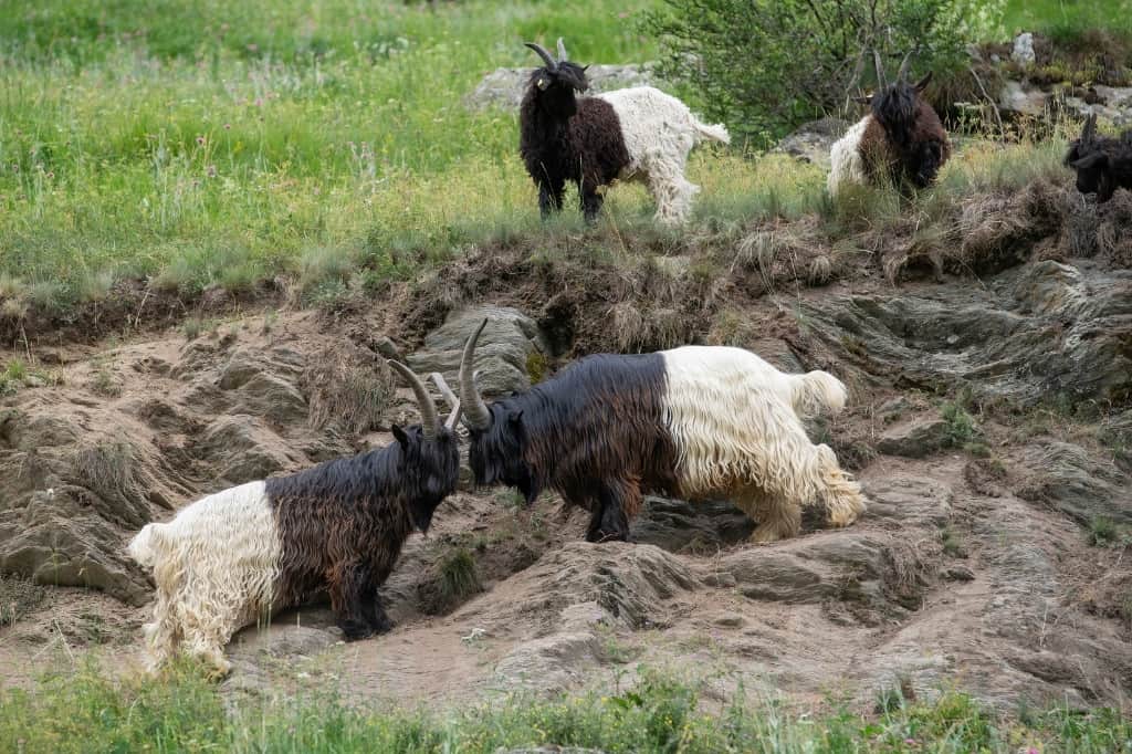 Valais blackneck goats
