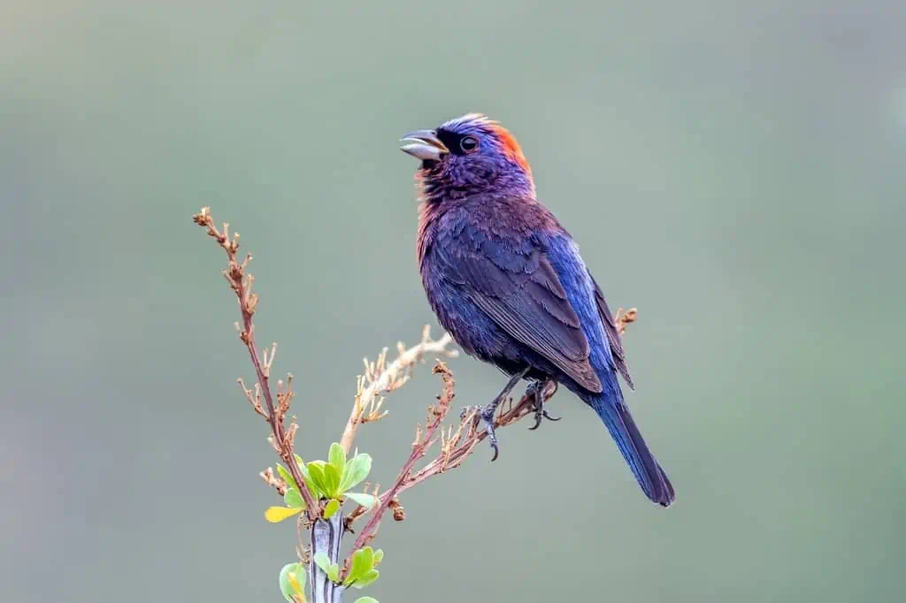 Varied bunting bird