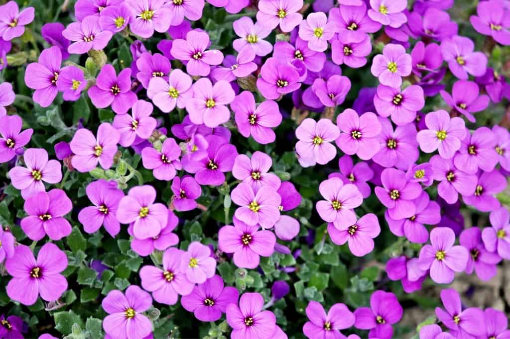 Violet flowers