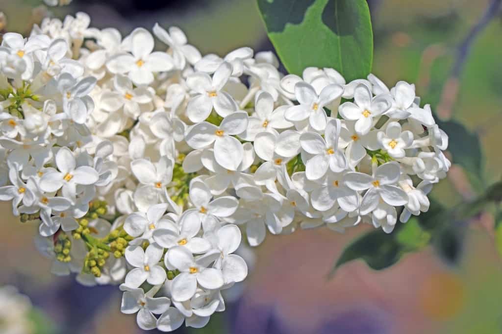 White lilacs