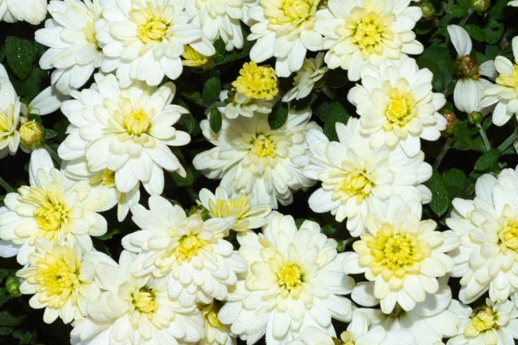 White marigolds