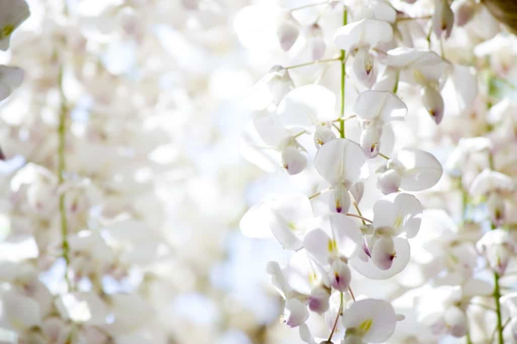 White wisteria