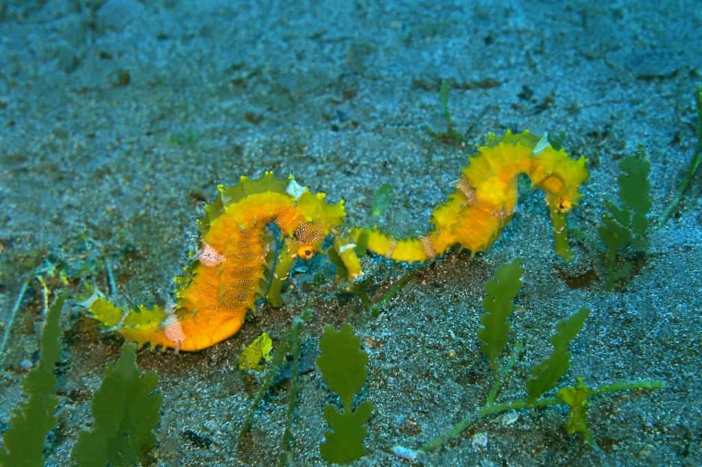 Yellow Common Seahorse