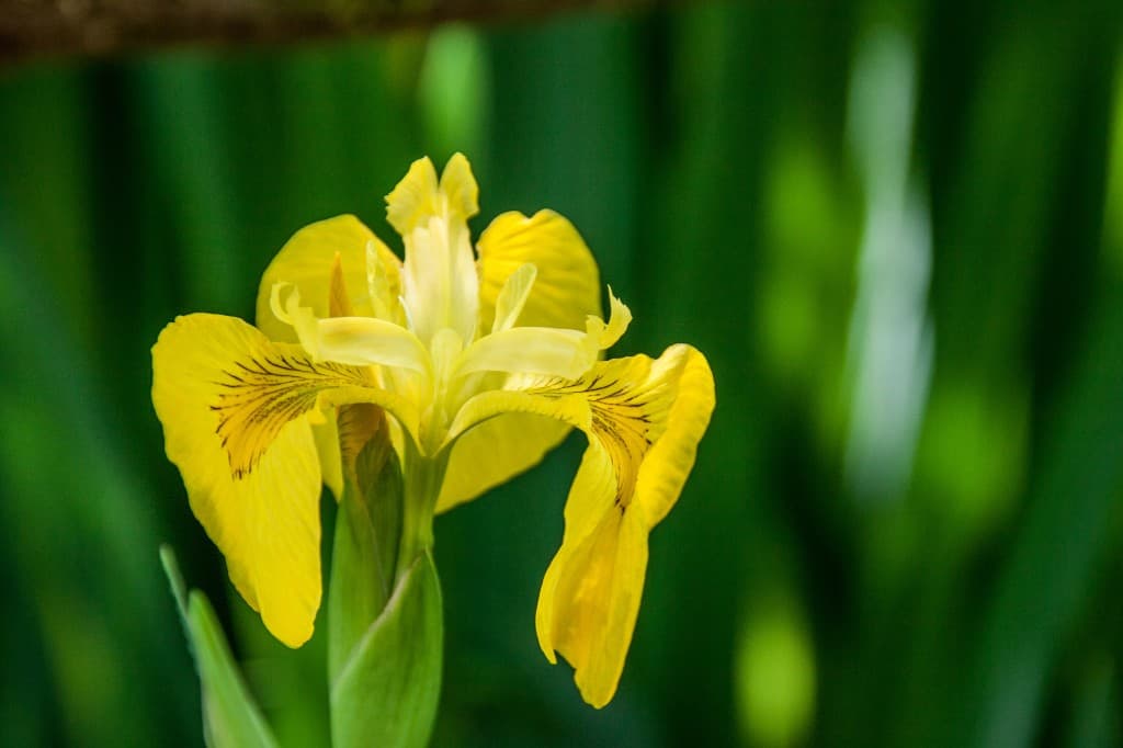 Yellow iris