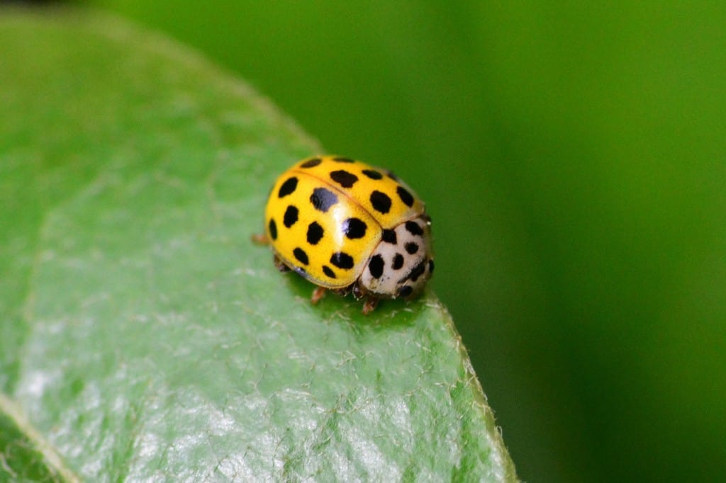 Yellow Ladybug