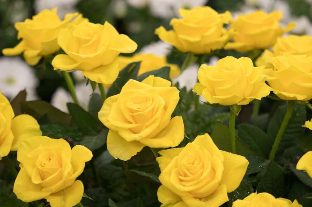 Yellow Roses