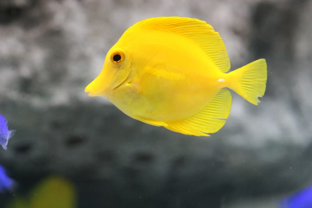 Yellow Tang