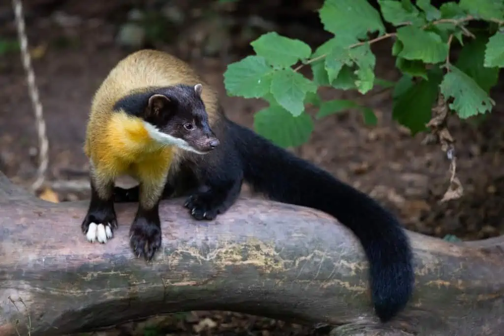 Yellow-Throated Marten