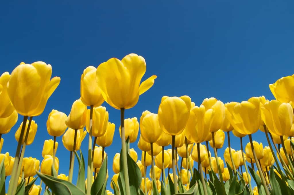 Yellow tulips