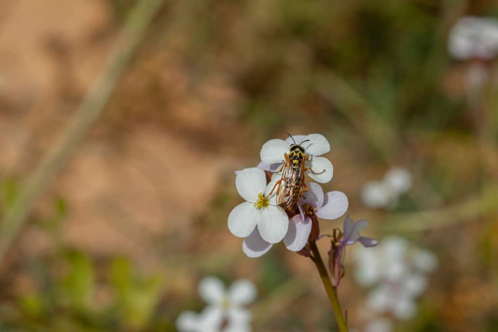 Yellowjacket