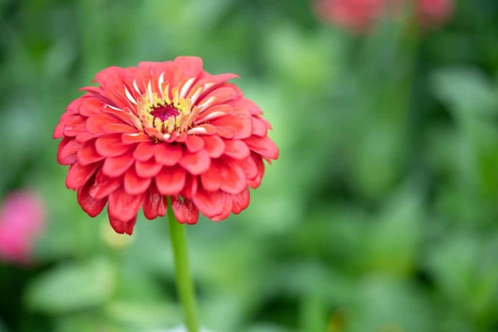 Red Zinnia flower
