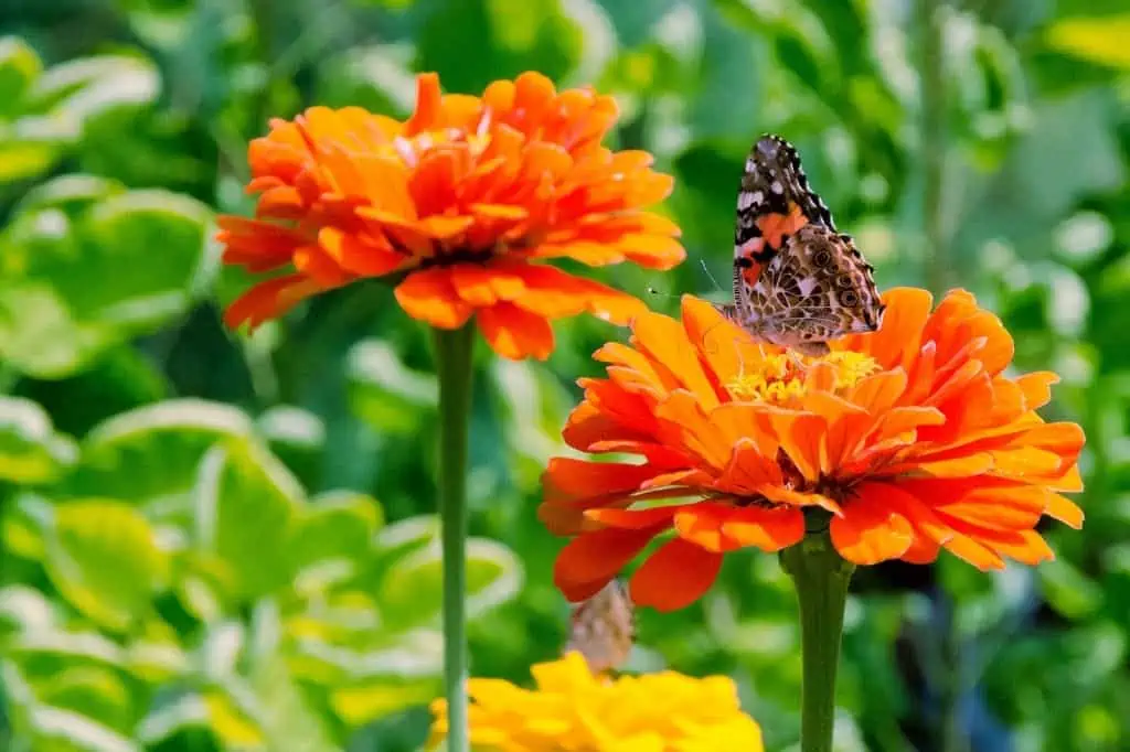 Orange zinnias