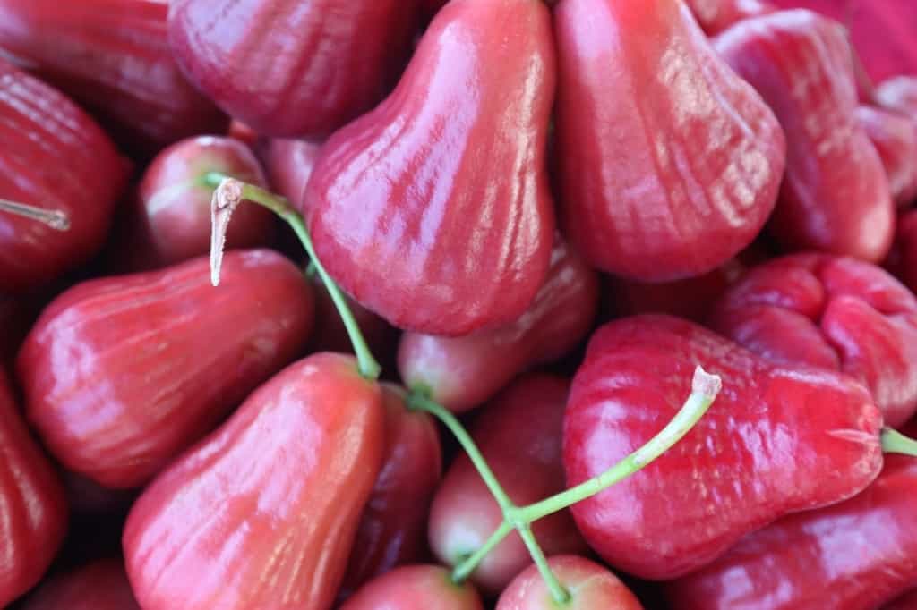 Pink bell fruits