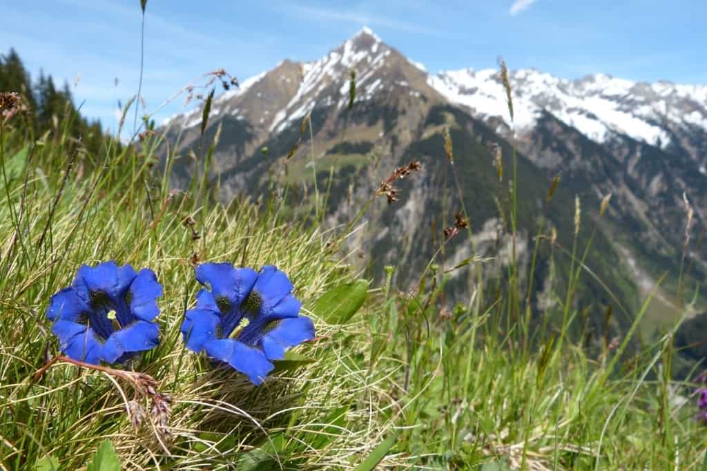 Blue gentians