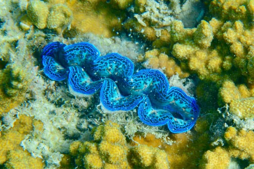 Blue clam - Maxima clam