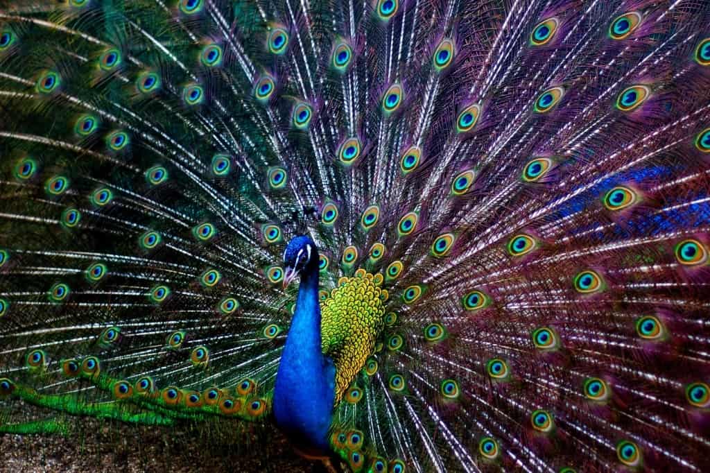 Peacock