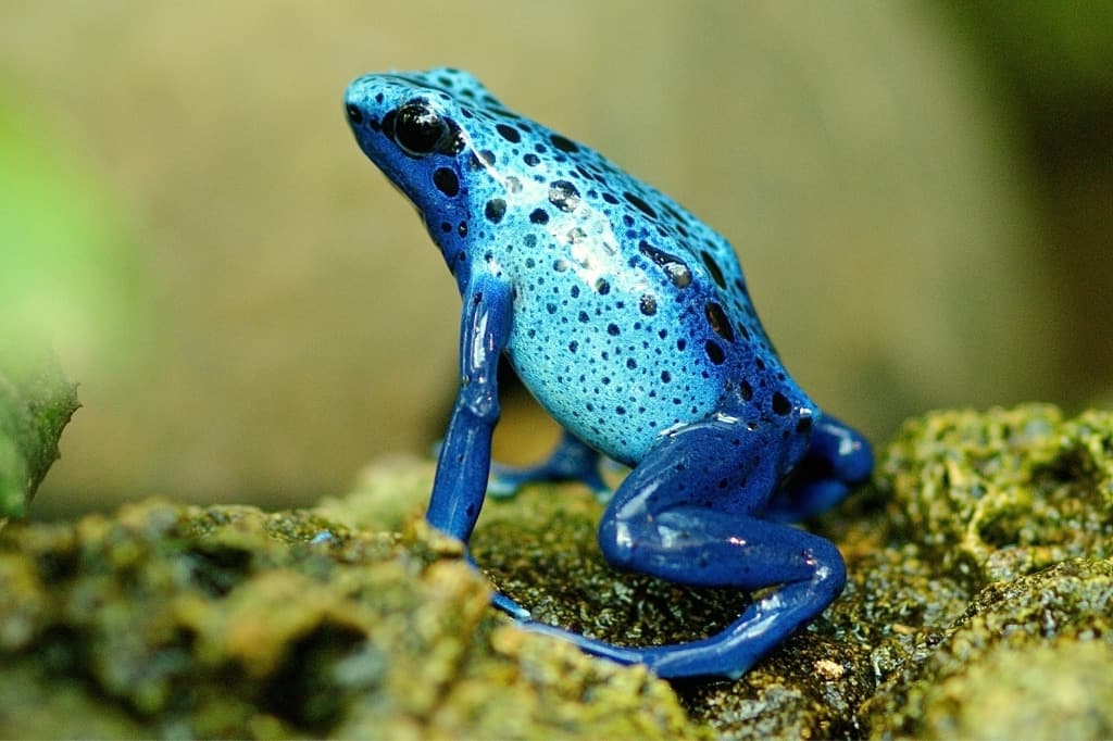 Blue moor frog