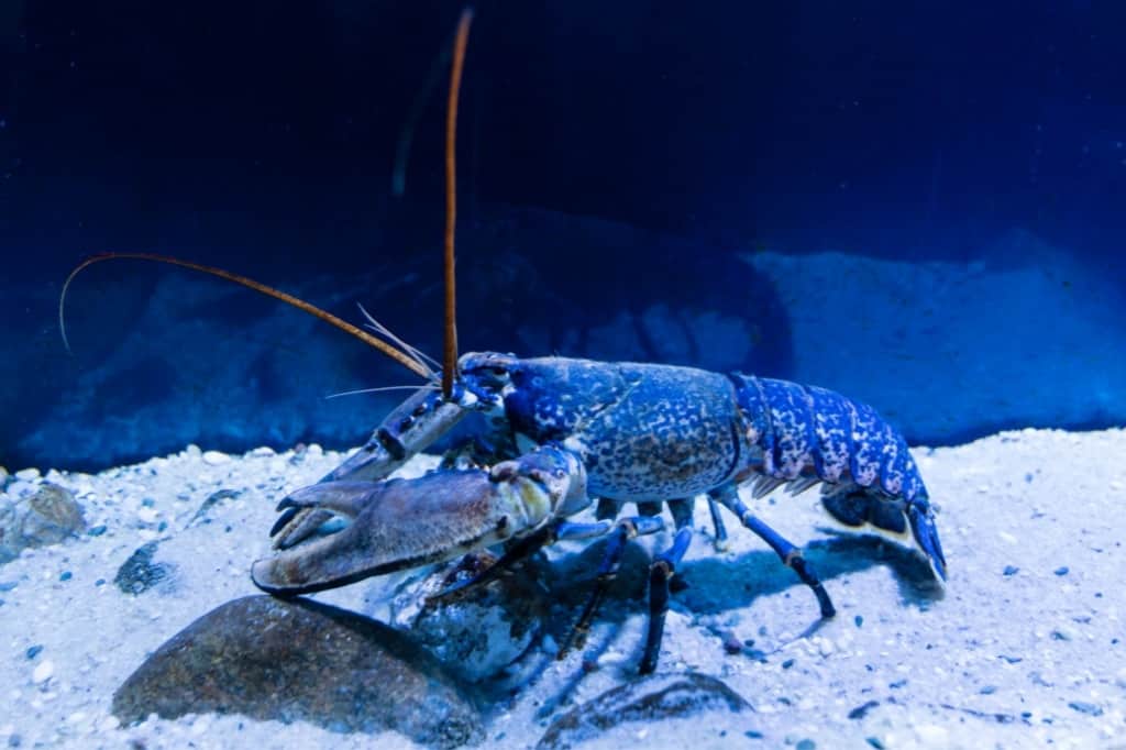 blue lobster