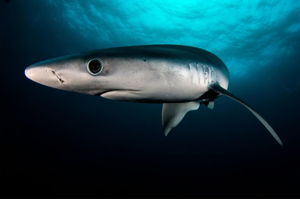 Blue shark