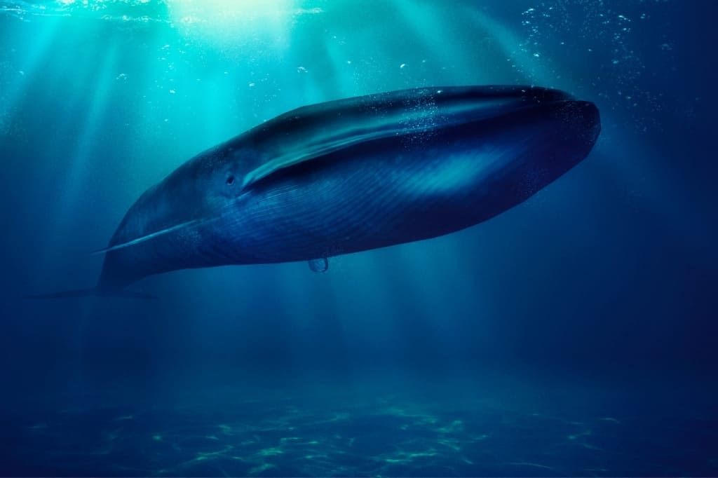 blue whale