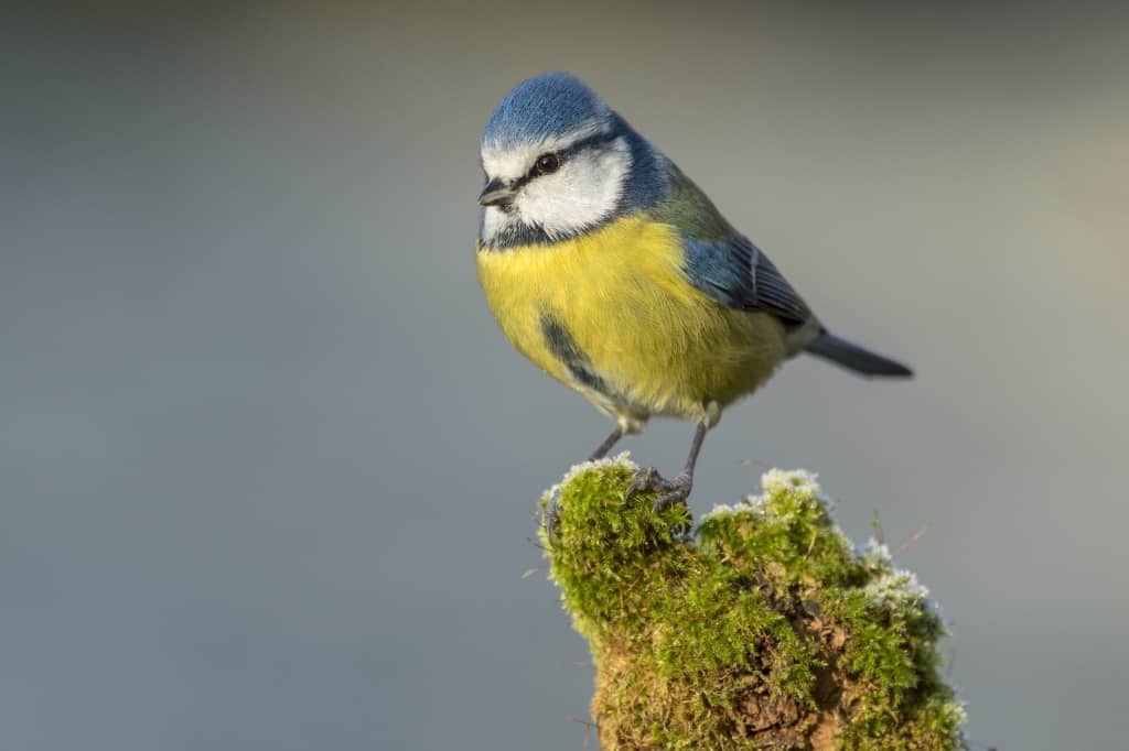 Blue Eurasian tit bird