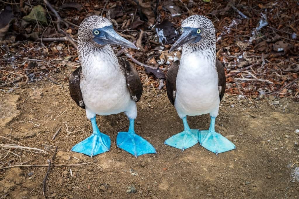 Blue Footed Boobies