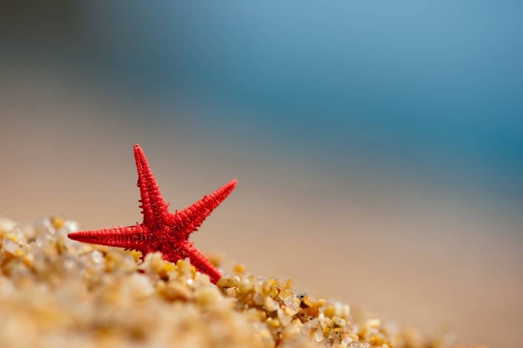 Red starfish in sand