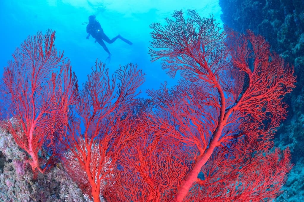 red coral underwater