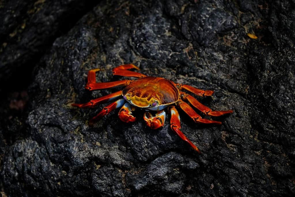 red crab on rock