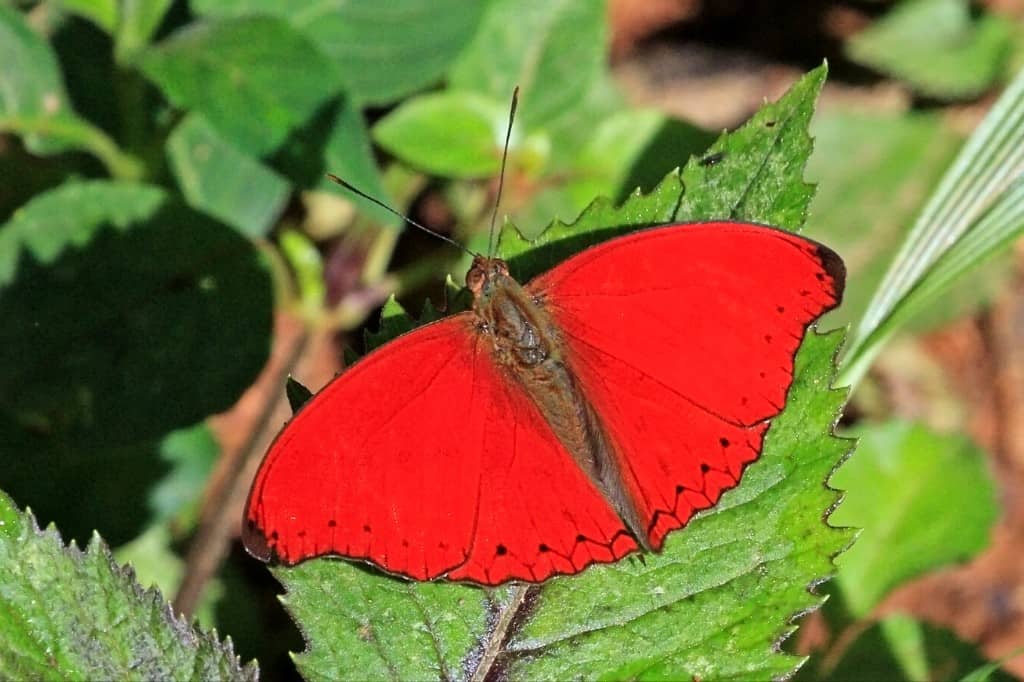 red glider butterfly