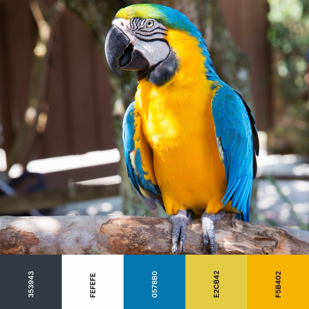 blue and yellow macaw color palette