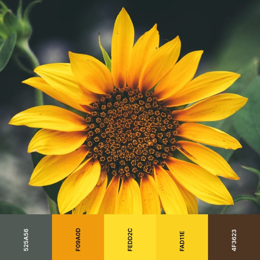 sunflower color palette yellow