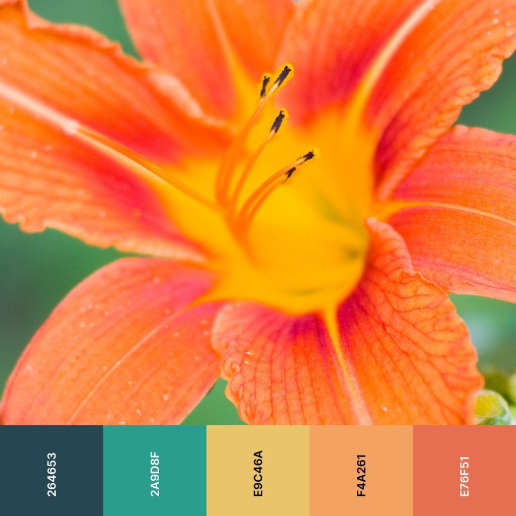 Flowers palette with beautiful shades or orange color