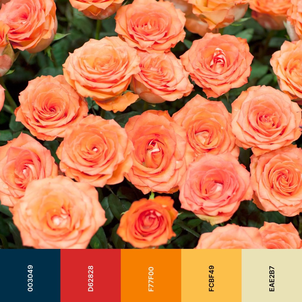 Color palette of roses with orange shades