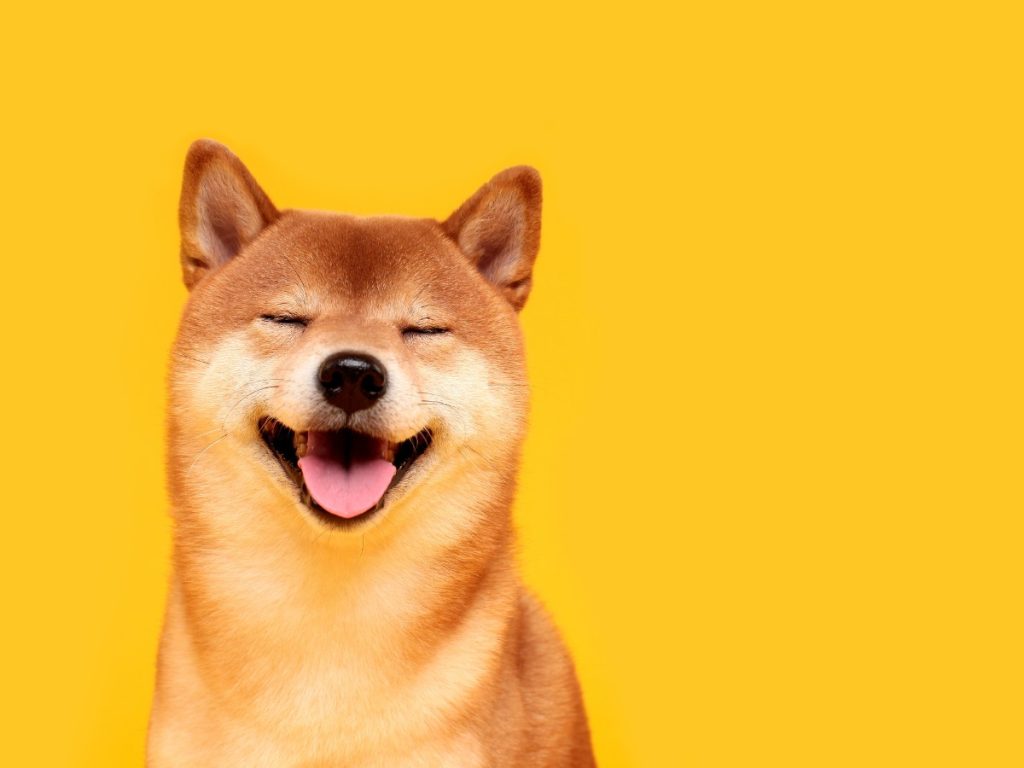 Happy shiba dog breed
